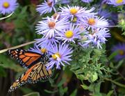 Monarch nectaring on aromatic aster.JPG